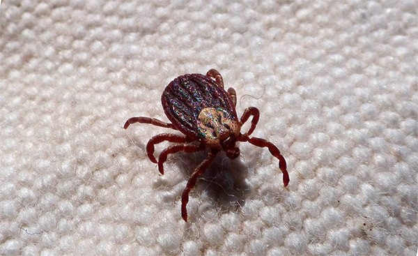 Домашние клещи фото Домашние клещи фото