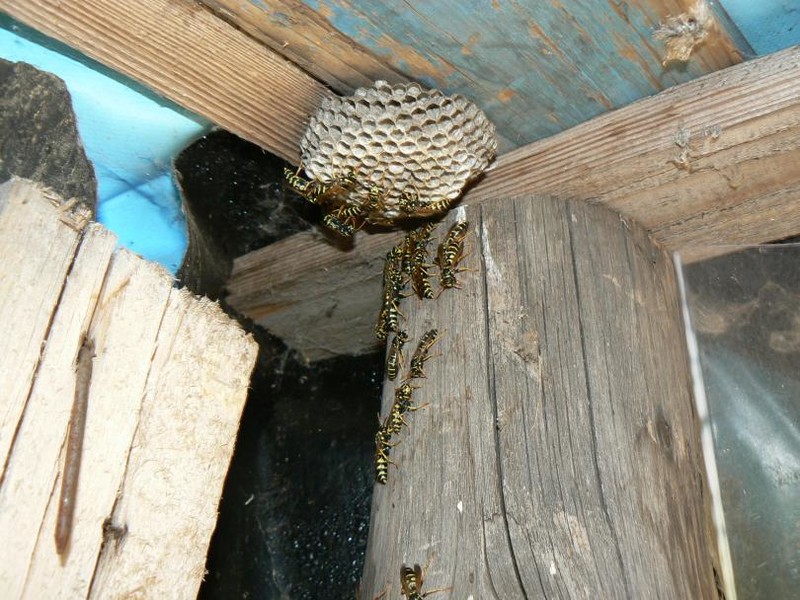 Осиное гнездо под крышей