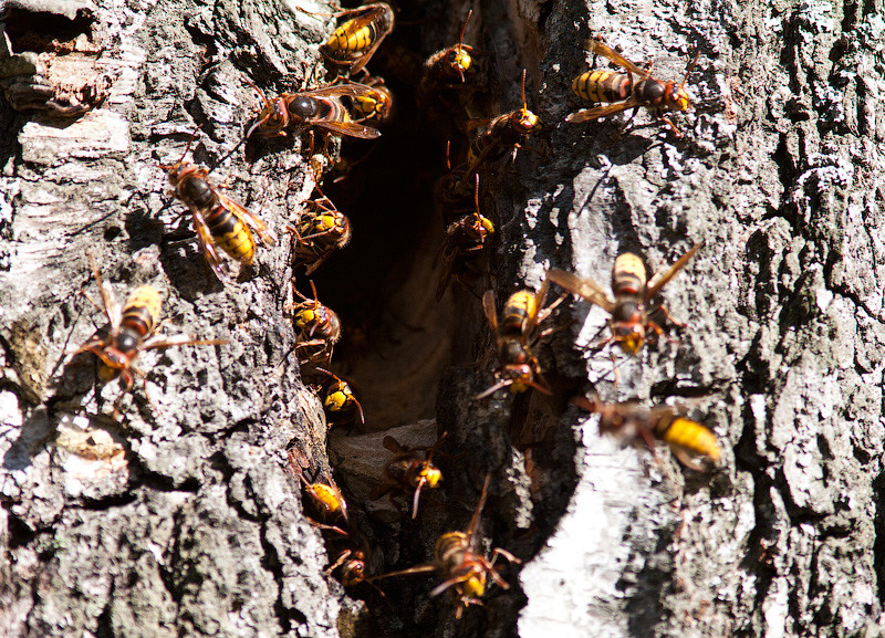 Почему в деревнях уничтожение осиного гнёзда считалось не к добру, значило, навл