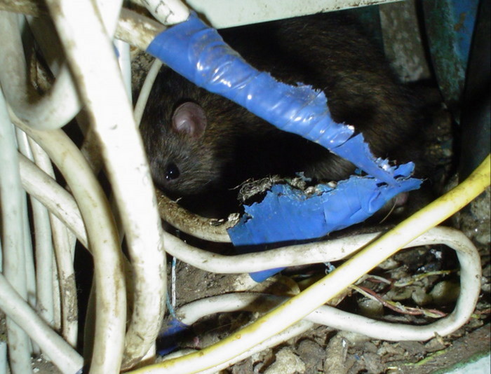 Мыши обгрызли. Мышь перегрызла провода. Мышь перегрызла проводку. Крысы перегрызли проводку.