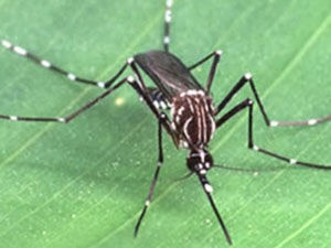 Выведение комаров препаратами