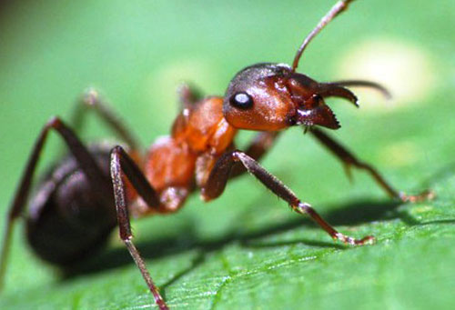 Могут ли муравьи представлять реальную угрозу человеку?