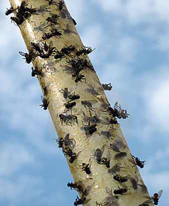 Чем опасно массовое скопление мух в квартире?