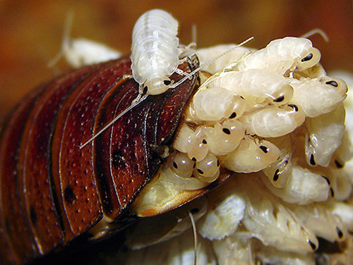 Как появились и развивались тараканы?