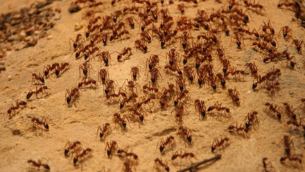 Гели от муравьев
