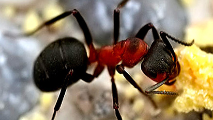Рыжие лесные муравьи