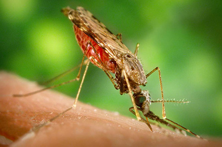 Где встречается и чем опасен укус малярийного комара?