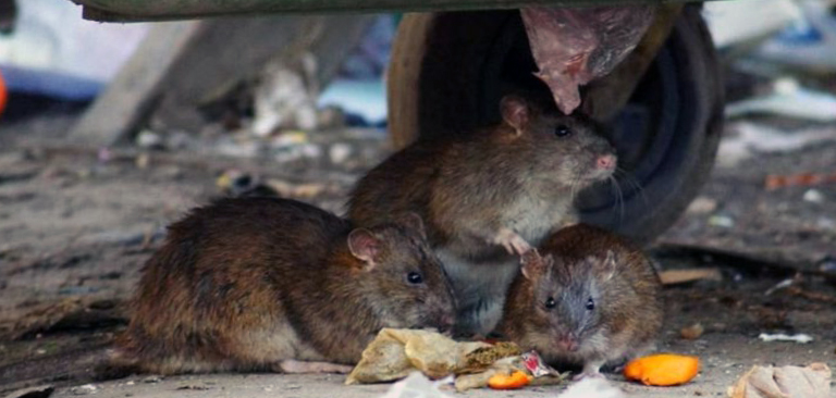 Уничтожение крыс в Шушарах в жилом доме