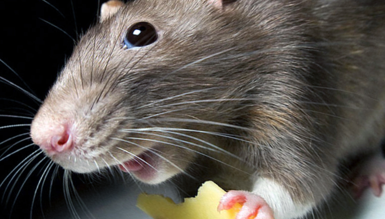 Уничтожение крыс в Кронштадте оперативно