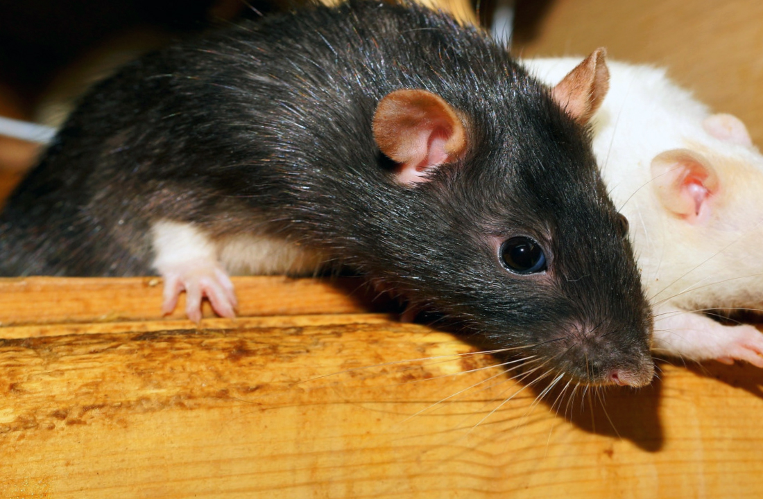 Уничтожение крыс в Красном Селе профессионалами