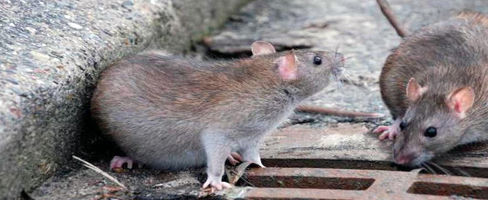 Оперативное уничтожение крыс в Кировске