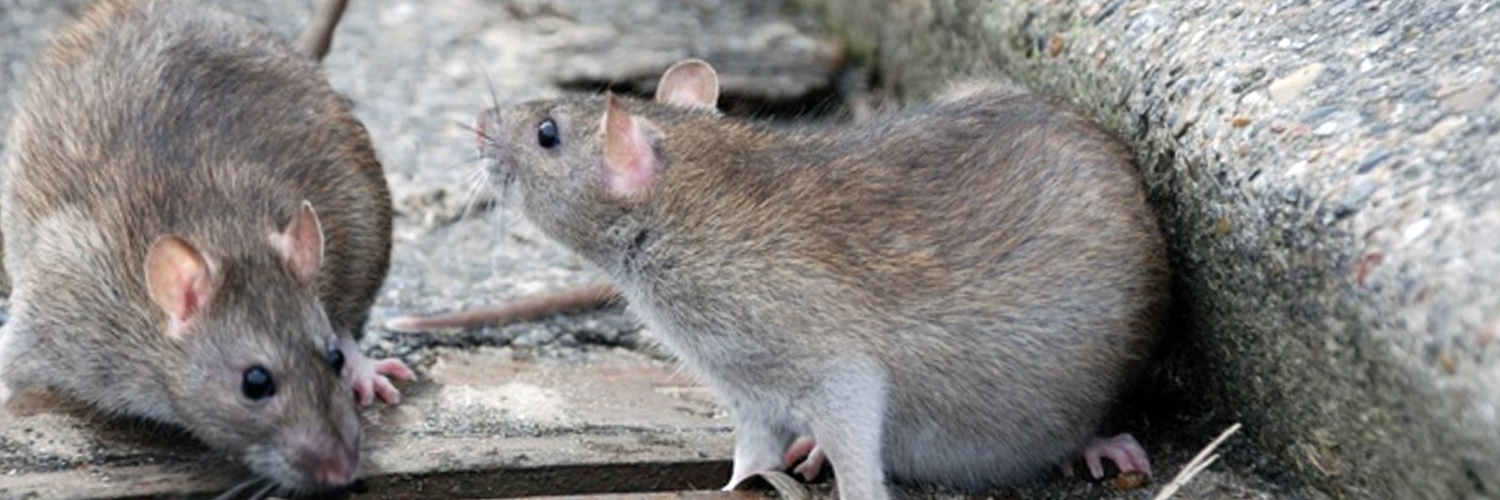 Уничтожение крыс в Буграх специалистом