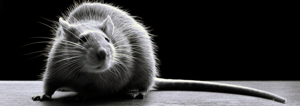 Уничтожение крыс в Зеленогорске в складе