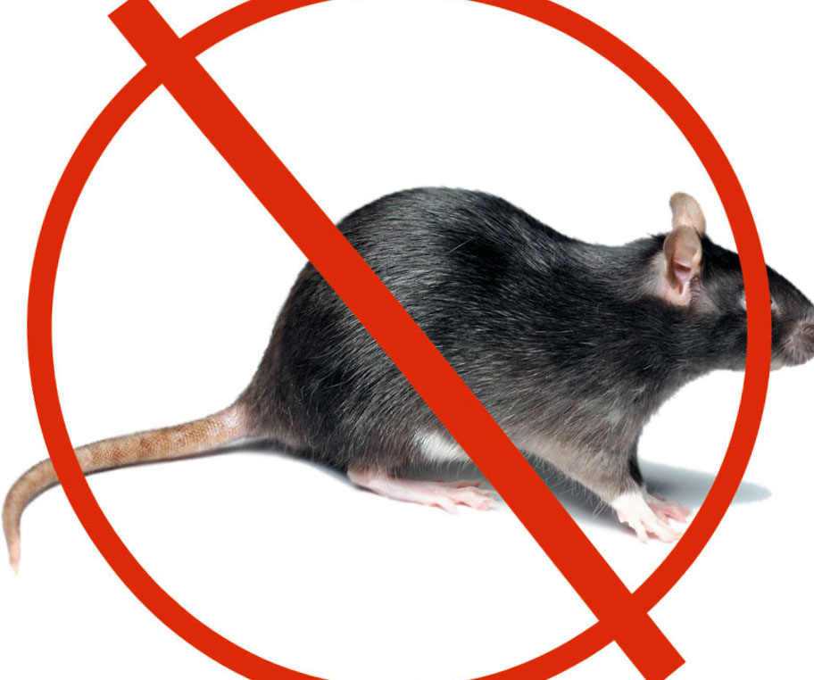 Уничтожение крыс в Гатчине оперативно