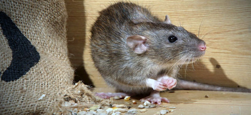 Уничтожение крыс в Пушкине в короткие сроки