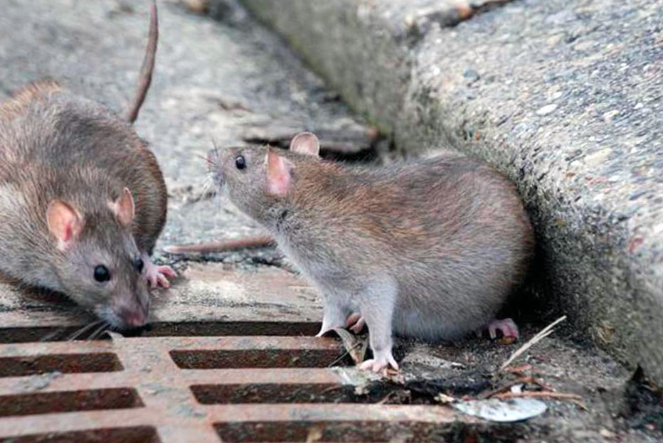 Уничтожение крыс в Мурино оперативно