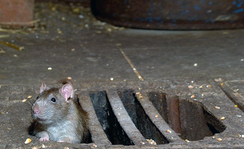 Уничтожение крыс в Парголово фирмой