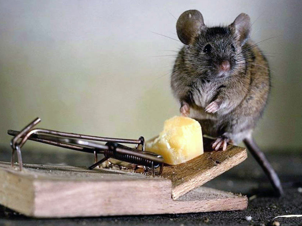 Уничтожение крыс в Сетрорецке газацией