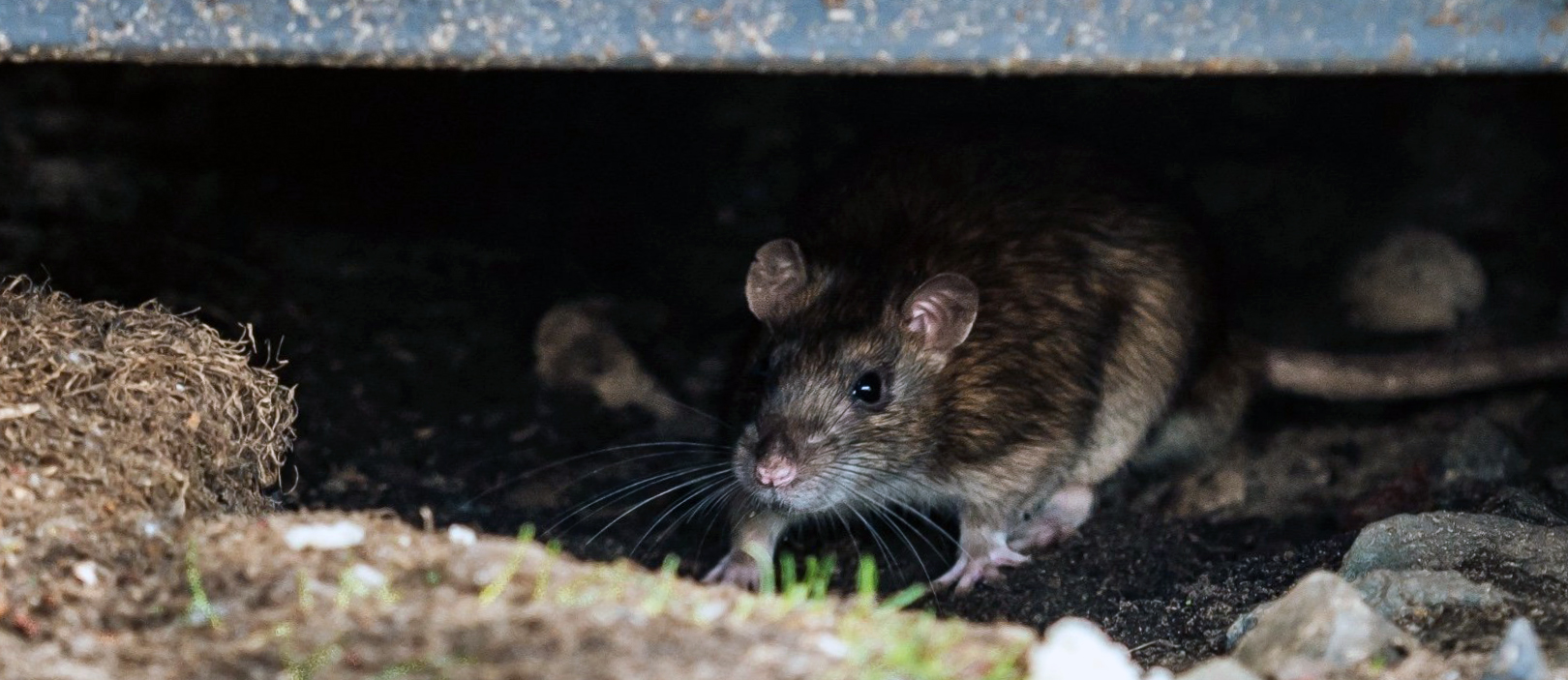 Уничтожение крыс в Кудрово на складах