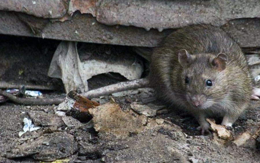 Уничтожение крыс в Адмиралтейском районе оперативно
