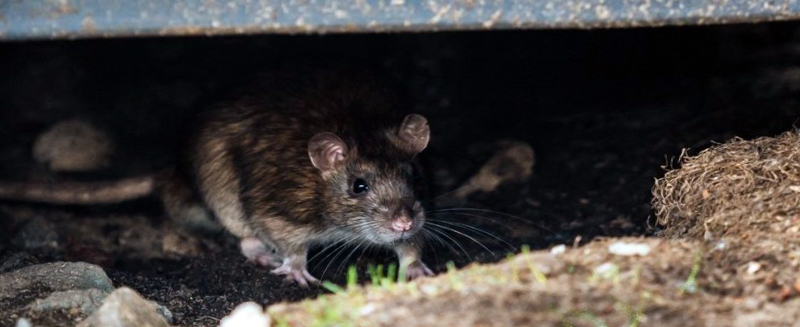 Уничтожение крыс в Петродворцовом районе опытной командой