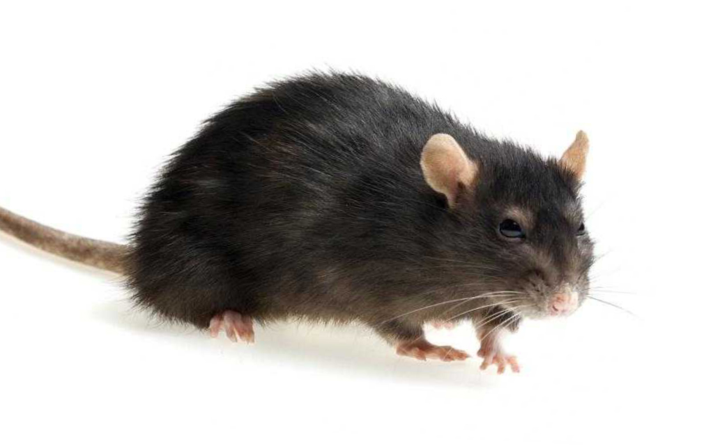 Уничтожение крыс в Московском районе химикатами