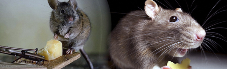 Уничтожение крыс в Невском районе оперативно