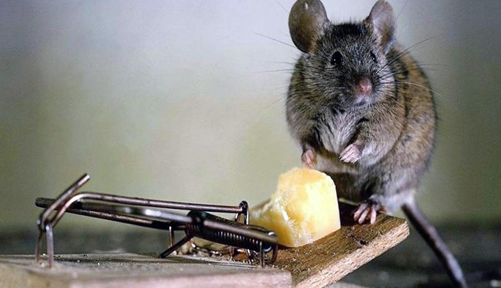 Уничтожение крыс в Фрунзенском районе на дому