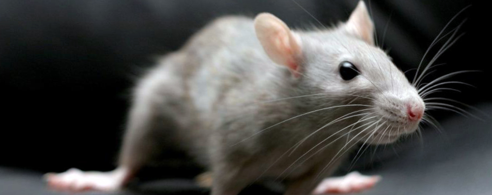 Уничтожение крыс в Центральном районе оперативно