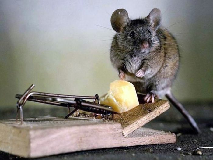 Уничтожение крыс в Василеостровском районе профессионалами