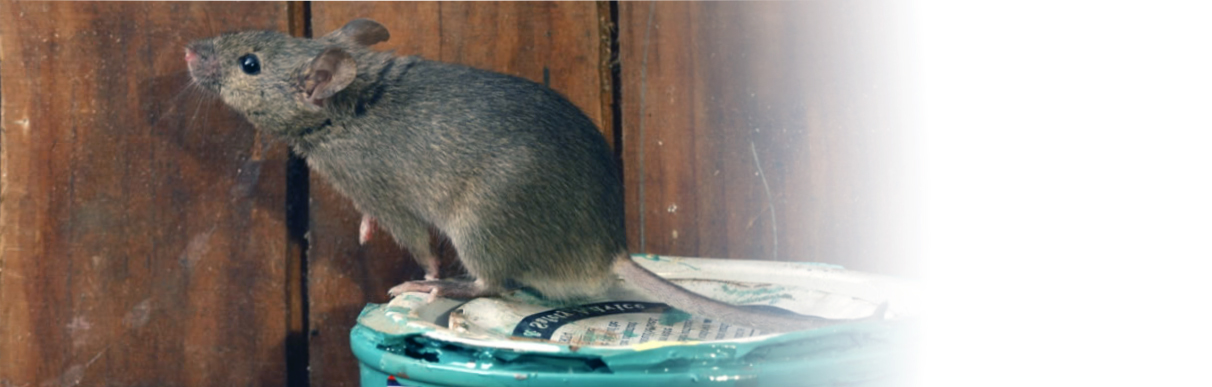 Уничтожение крыс в Калининском районе в доме