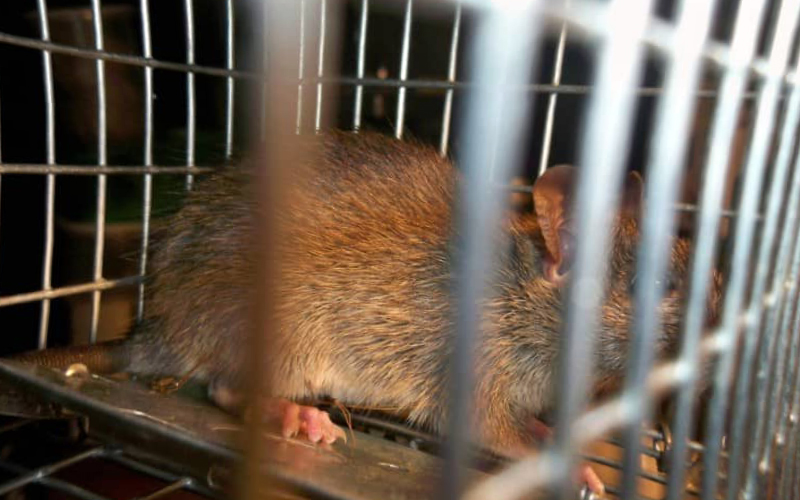 Уничтожение крыс в Кировском районе обработкой