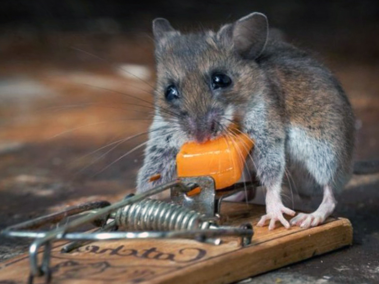 Уничтожение крыс в Колпинском районе в краткие сроки