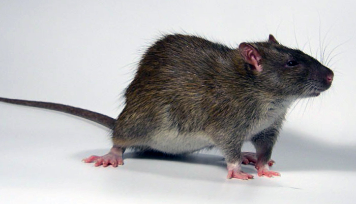 Уничтожение крыс в Красногвардейском районе в минимальные сроки