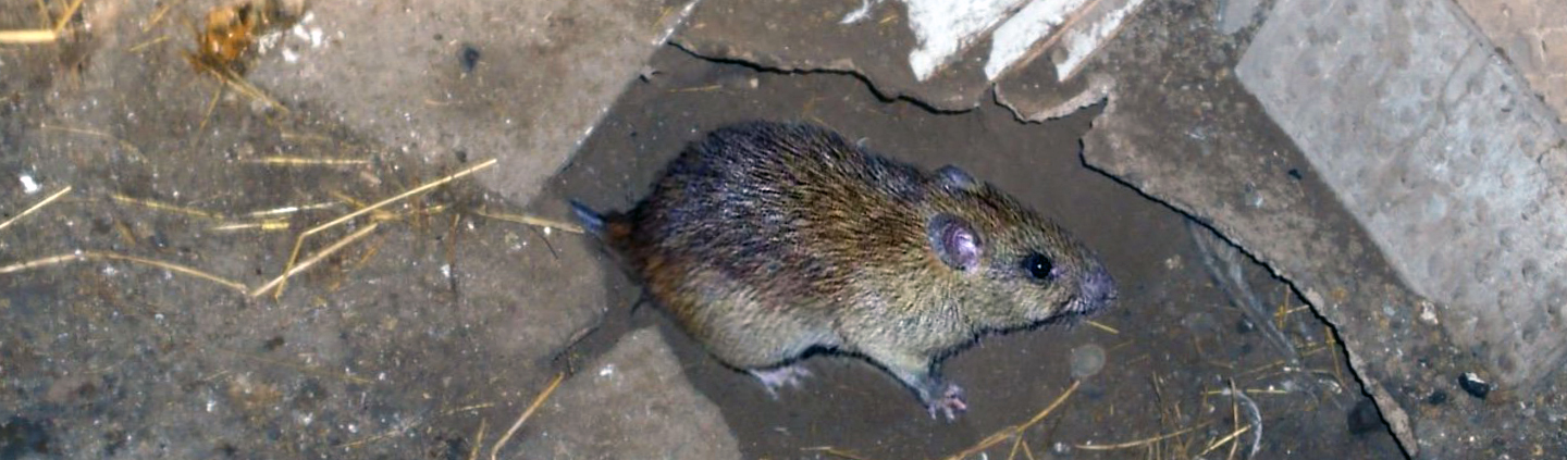 Уничтожение крыс в Красносельском районе ежедневно