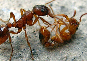 уничтожить муравьев
