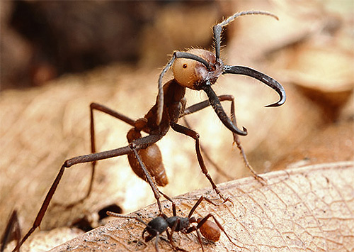 Кочевые муравьи – агрессивные хищники