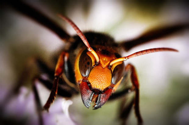 Опасность Африканской медоносной пчелы