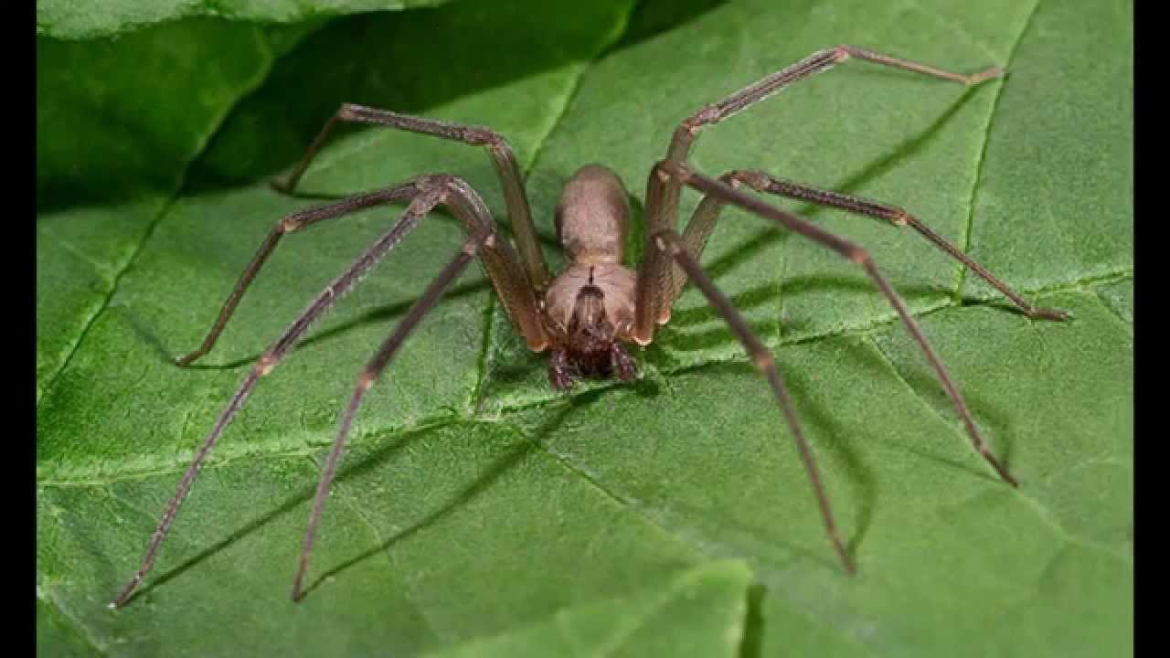 Опасность Коричневый паука-отшельника