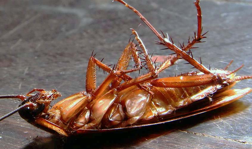 Основные виды тараканов и их особенности